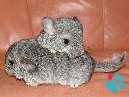 3 month old chinchilla