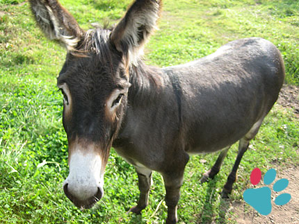 A donkey