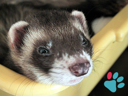 A ferret