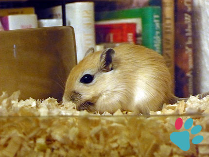 A gerbil