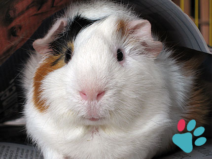 Calculate guinea pig age in human years (equivalence)