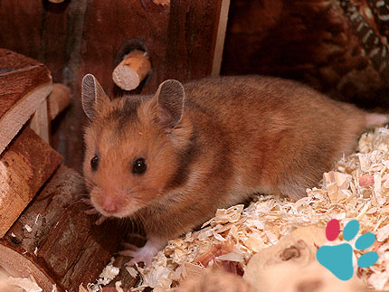 6 week old hamster